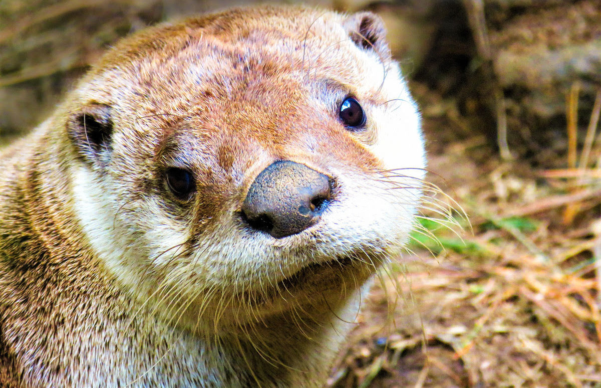 How can you resist this face?